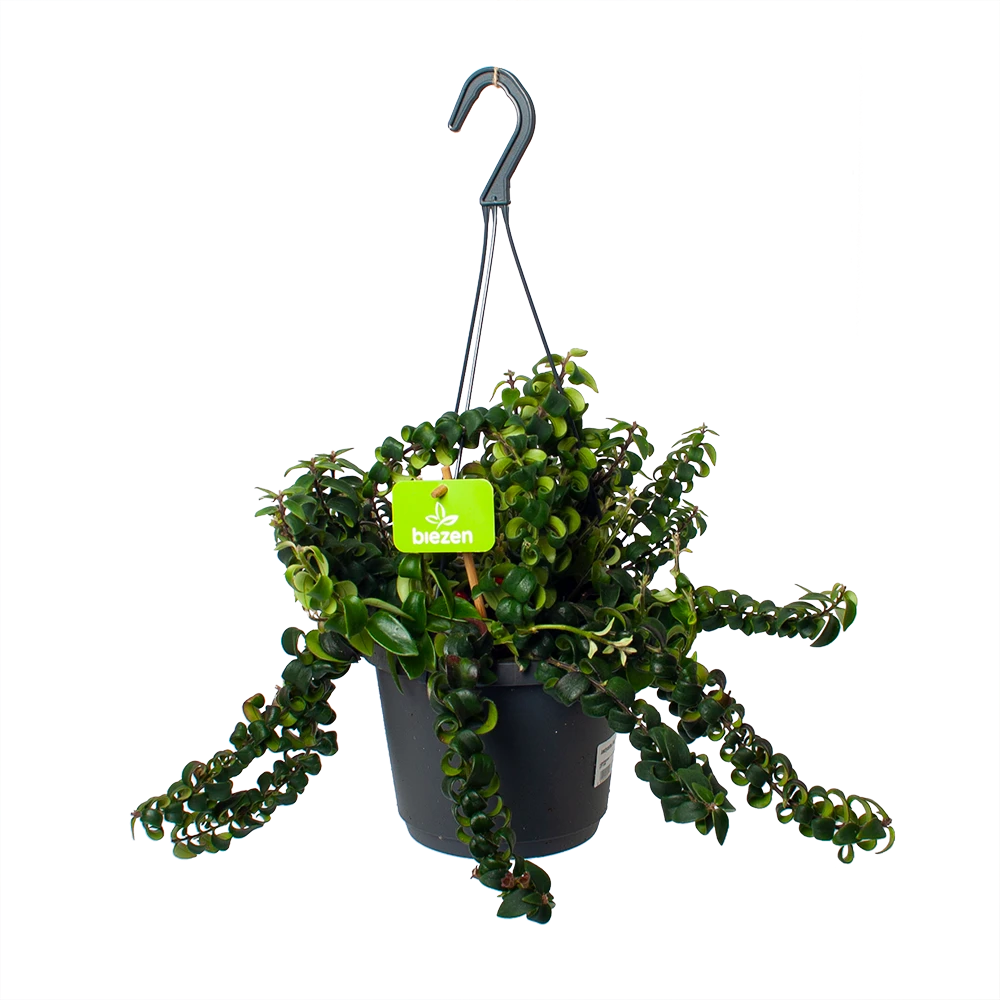 Aeschynanthus Swing - Lipstickplant - In Hangpot - P17 H30 - Kamerplant