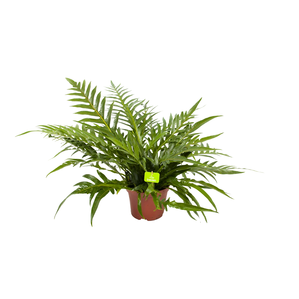 Aglaomorpha Jim - P19 H65 - Kamerplant