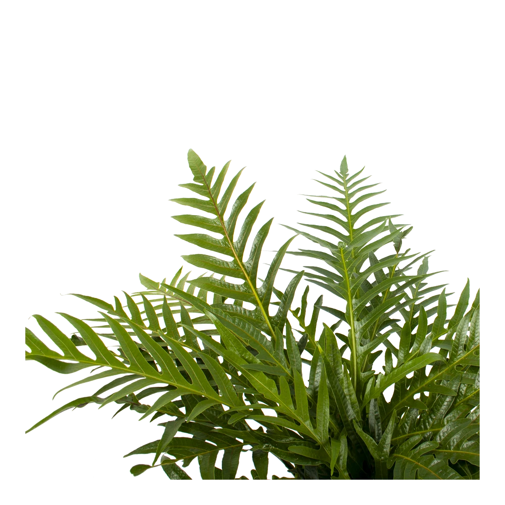 Aglaomorpha Jim - P19 H65 - Kamerplant - Afbeelding 2