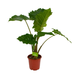 Alocasia Portodora - Olifantsoor - P21 H90 - Kamerplant