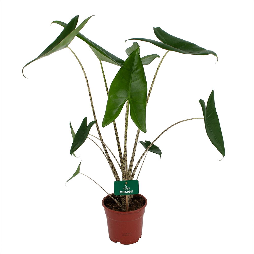 Alocasia Zebrina - Olifantsoor - P17 H60 - Kamerplant