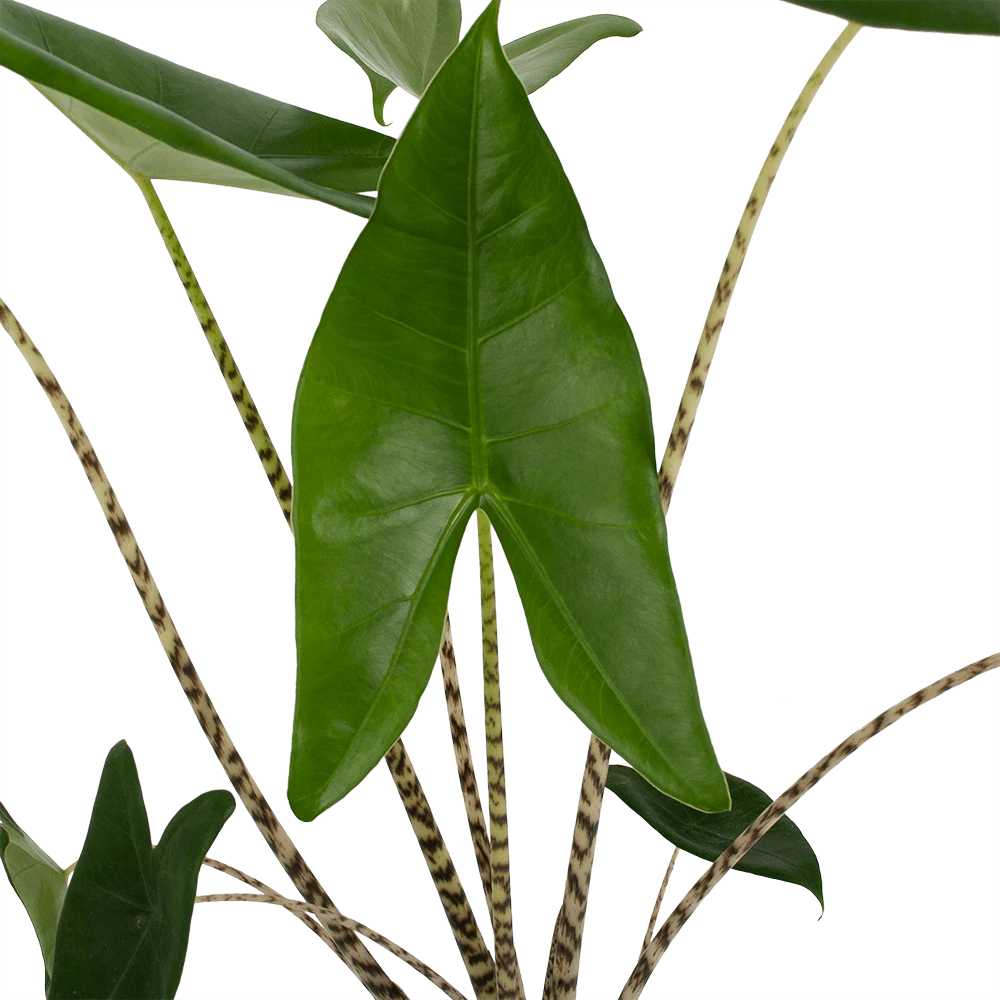 Alocasia Zebrina - Olifantsoor - P17 H60 - Kamerplant - Afbeelding 2