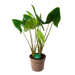 Alocasia Zebrina - Olifantsoor - P24 H90 - Kamerplant