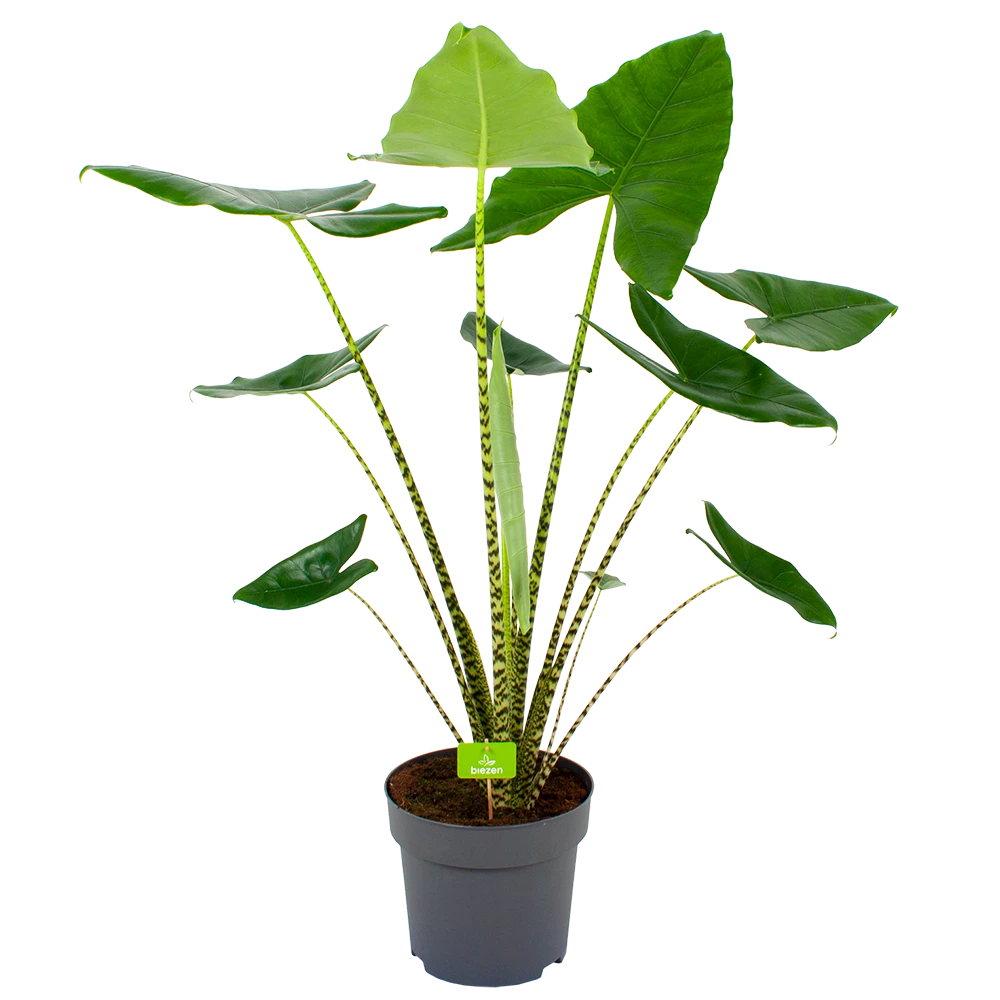 Alocasia Zebrina - Olifantsoor - P32 H120 - Kamerplant
