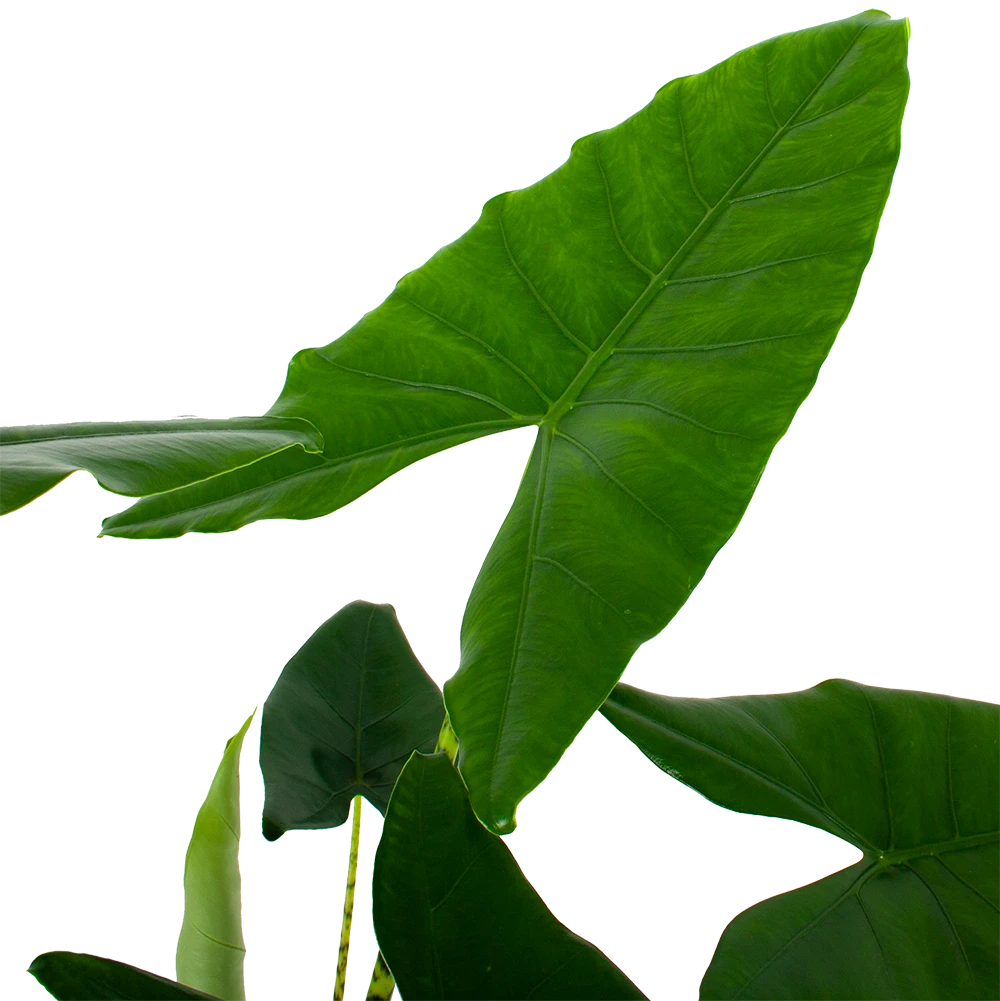 Alocasia Zebrina - Olifantsoor - P32 H120 - Kamerplant - Afbeelding 2