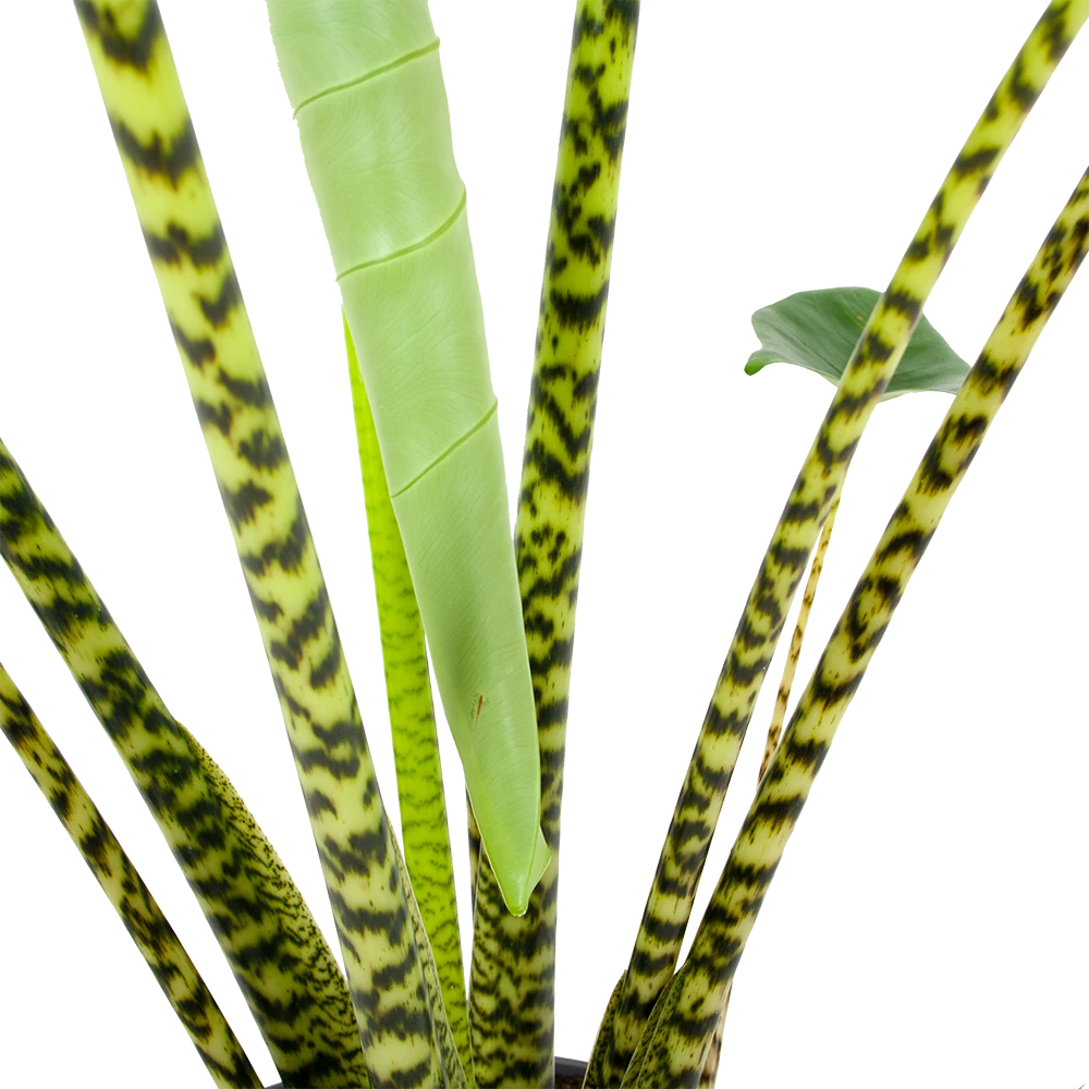 Alocasia Zebrina - Olifantsoor - P32 H120 - Kamerplant - Afbeelding 3