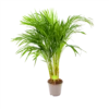 Areca - Goudpalm - P17 H90 - Kamerplant