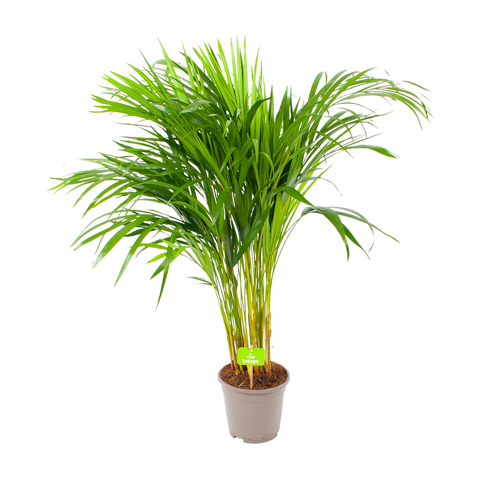 Areca - Goudpalm - P17 H90 - Kamerplant