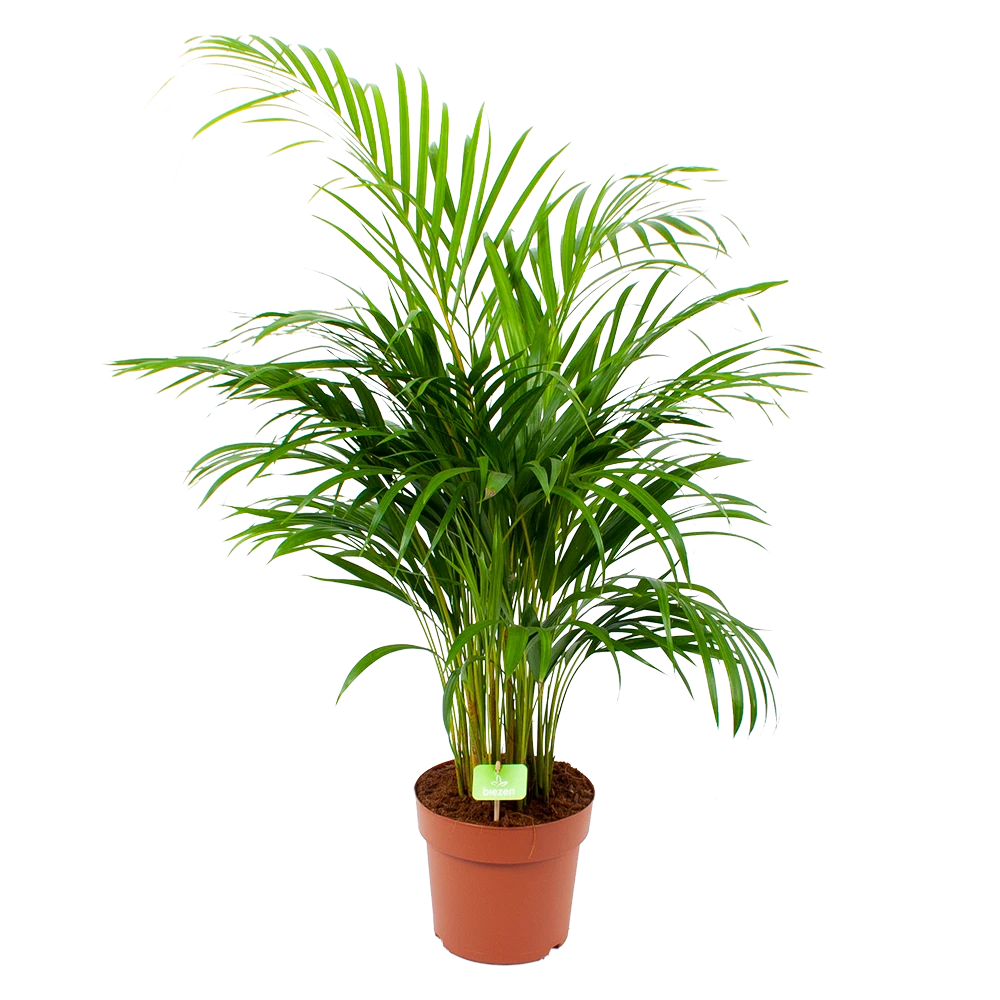 Areca - Goudpalm - P21 H100 - Kamerplant