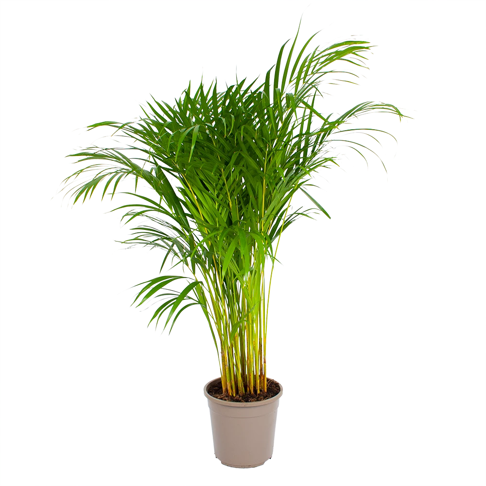 Areca - Goudpalm - P24 H120 - Kamerplant