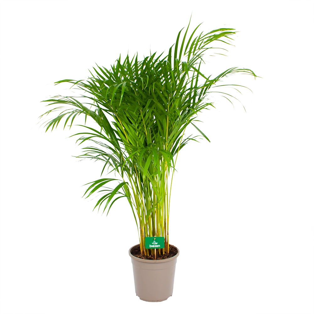 Areca - Goudpalm - P24 H120 - Kamerplant - Afbeelding 2