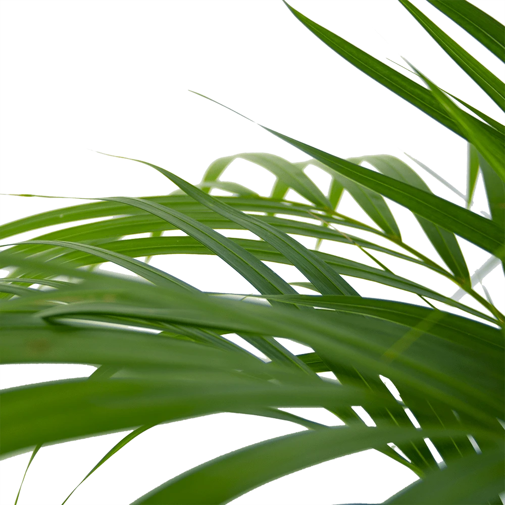 Areca - Goudpalm - P24 H120 - Kamerplant - Afbeelding 4