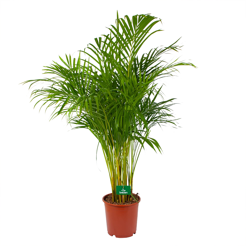Areca - Goudpalm - P24 H140 - Kamerplant