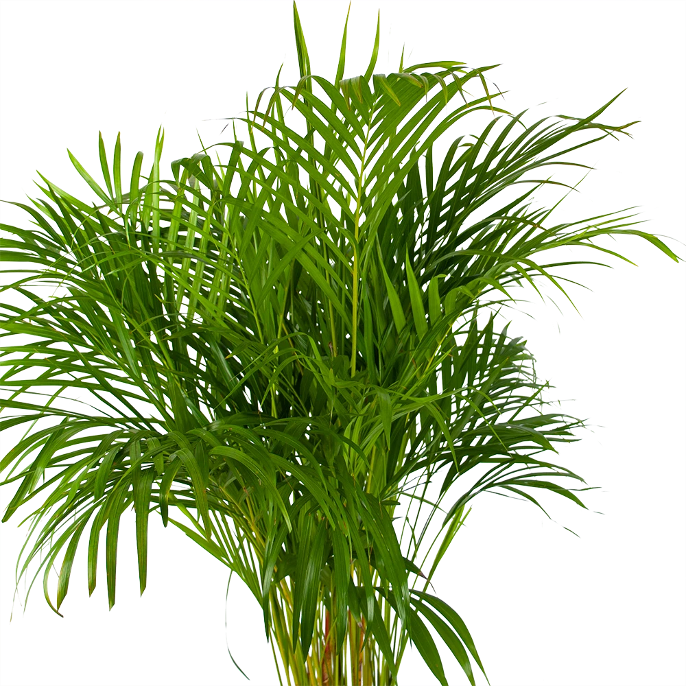 Areca - Goudpalm - P24 H140 - Kamerplant - Afbeelding 2