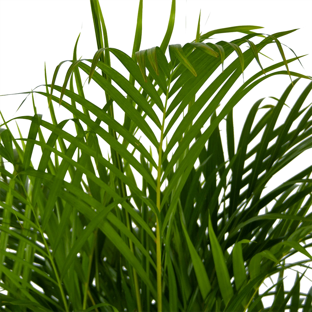 Areca - Goudpalm - P24 H140 - Kamerplant - Afbeelding 3