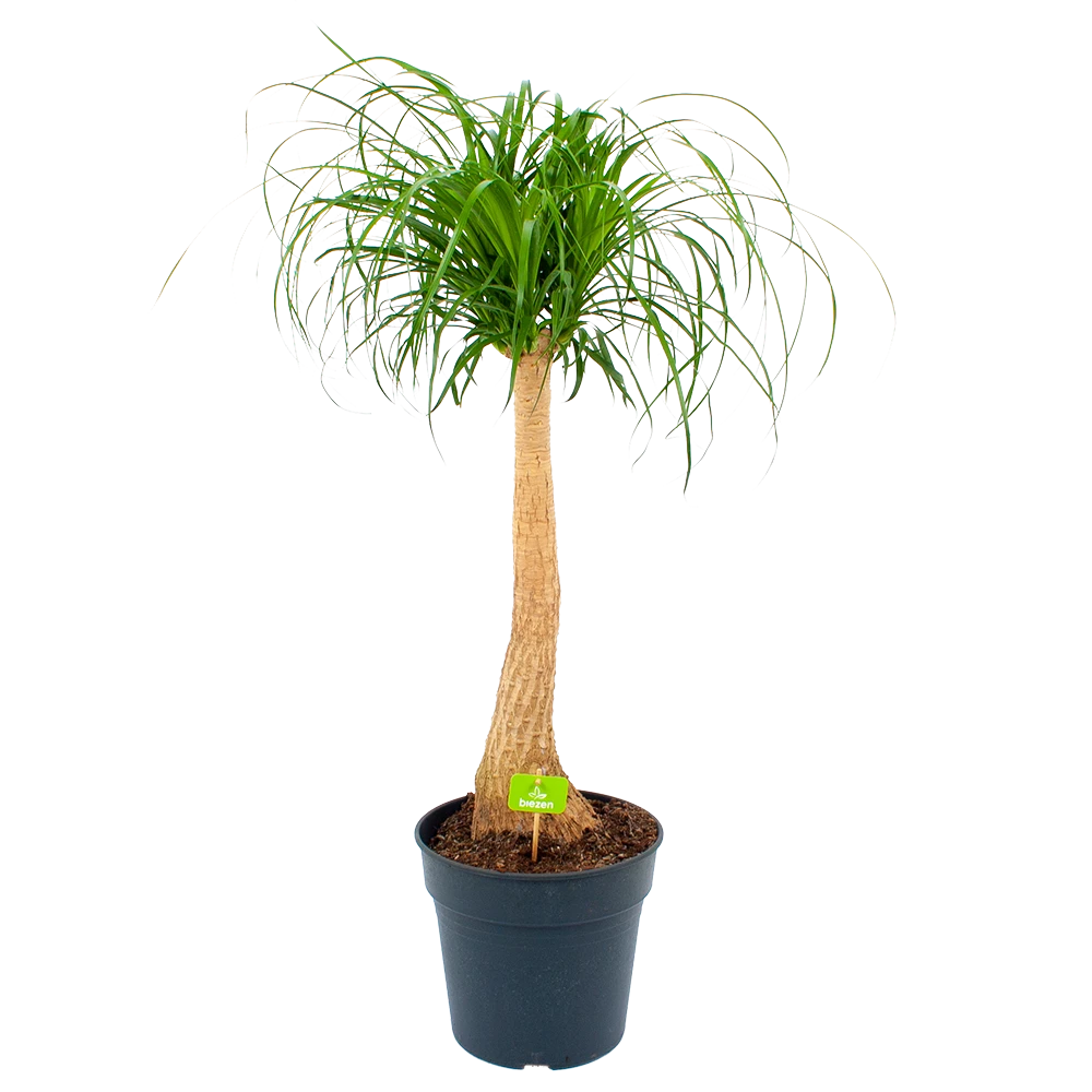 Beaucarnea Recurvata - Op Stam - Olifantenpoot - P27 H100 - Kamerplant