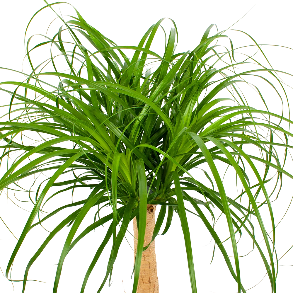 Beaucarnea Recurvata - Op Stam - Olifantenpoot - P27 H100 - Kamerplant - Afbeelding 2