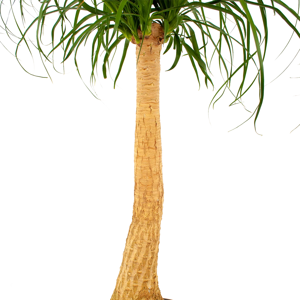 Beaucarnea Recurvata - Op Stam - Olifantenpoot - P27 H100 - Kamerplant - Afbeelding 3