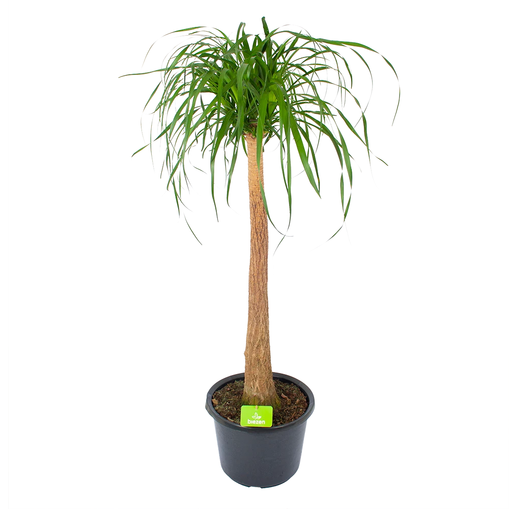 Beaucarnea Recurvata - Op Stam - Olifantenpoot - P32 H130 - Kamerplant