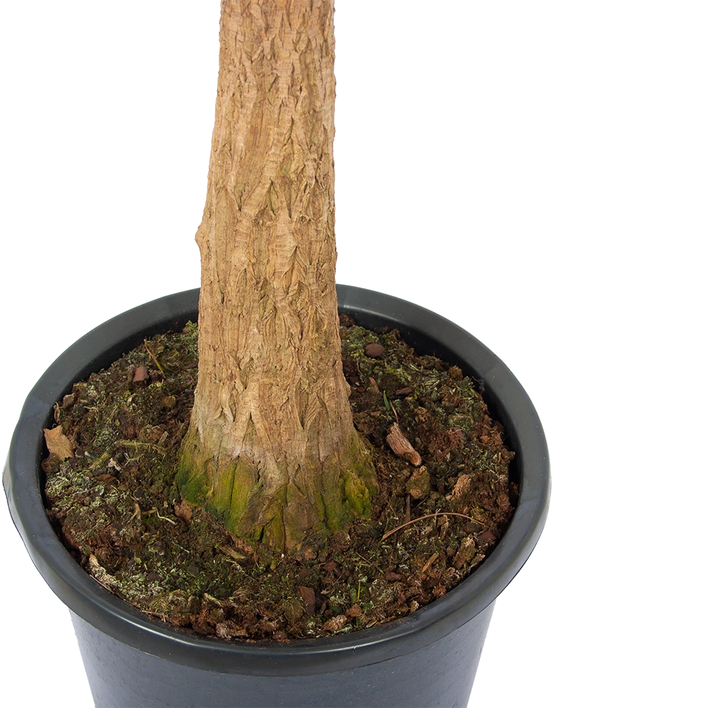 Beaucarnea Recurvata - Op Stam - Olifantenpoot - P32 H130 - Kamerplant - Afbeelding 2