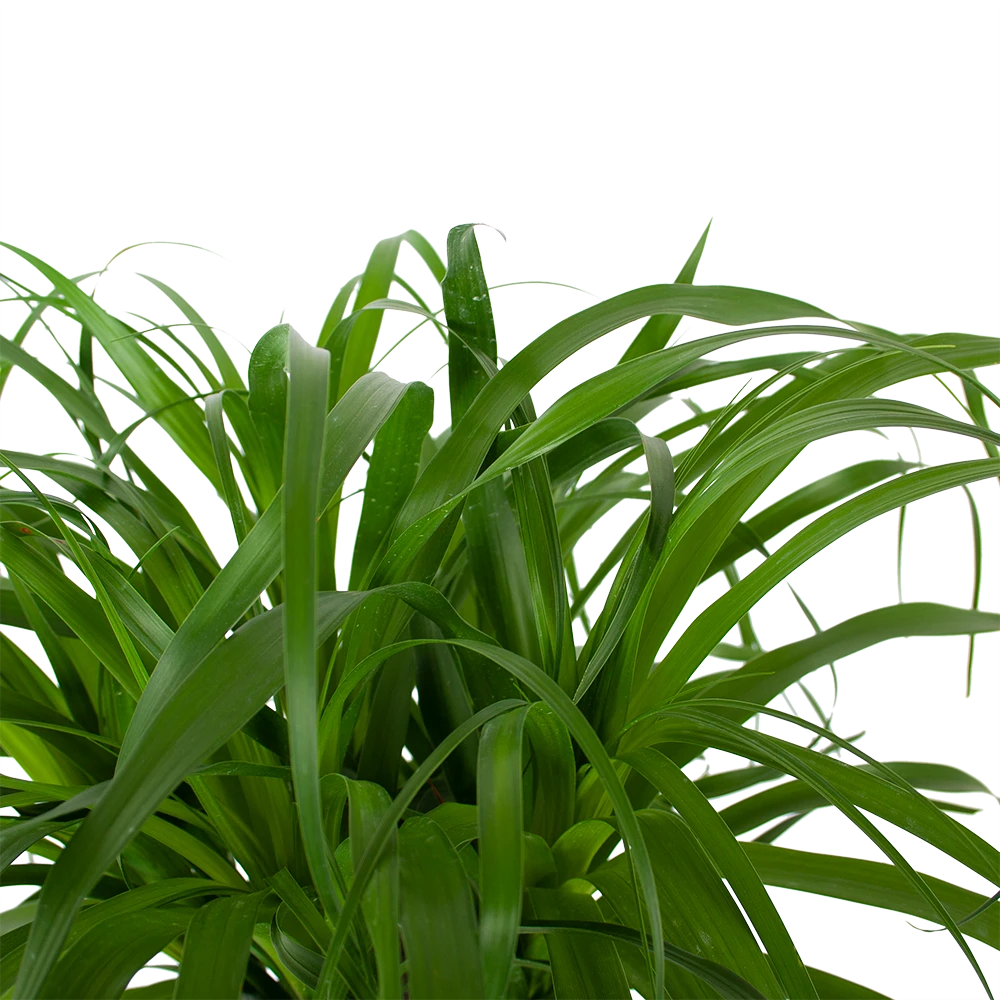 Beaucarnea Recurvata - Op Stam - Olifantenpoot - P32 H130 - Kamerplant - Afbeelding 3