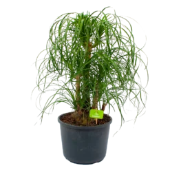 Beaucarnea Recurvata - Vertakt - Olifantenpoot - P26 H70 - Kamerplant