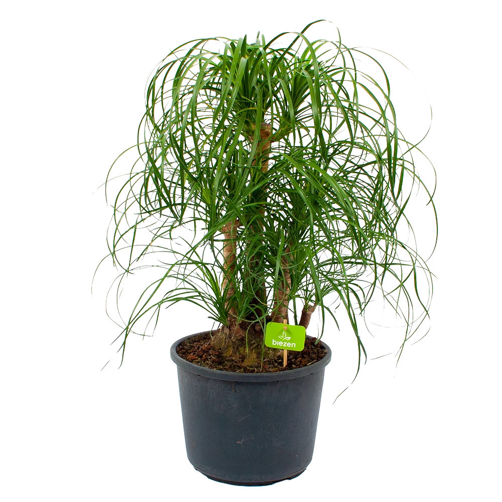 Beaucarnea Recurvata - Vertakt - Olifantenpoot - P26 H70 - Kamerplant