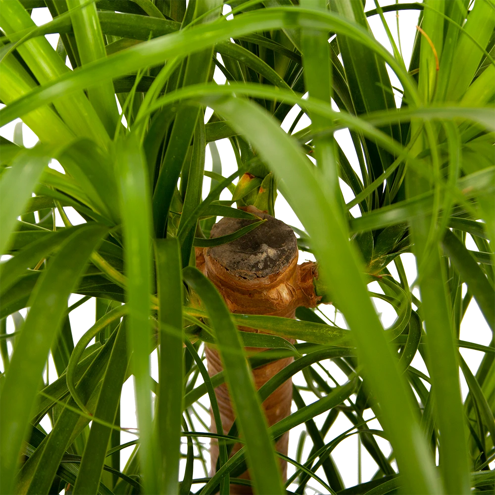 Beaucarnea Recurvata - Vertakt - Olifantenpoot - P26 H70 - Kamerplant - Afbeelding 2