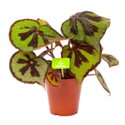 Begonia Masoniana Rock - P15 H30 - Kamerplant