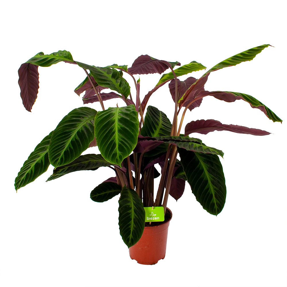 Calathea Warcewiczii - Livingplant - P21 H75 - Kamerplant
