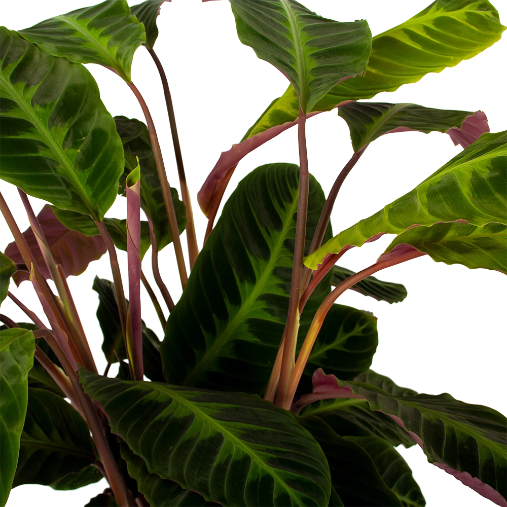 Calathea Warcewiczii - Livingplant - P21 H75 - Kamerplant - Afbeelding 2