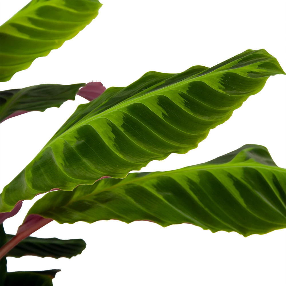 Calathea Warcewiczii - Livingplant - P21 H75 - Kamerplant - Afbeelding 3