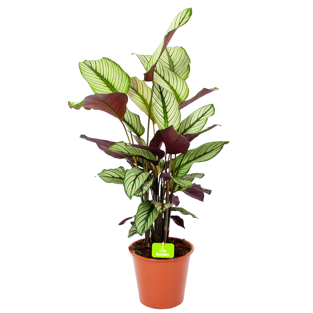 Calathea Whitestar - Schaduwplant - P19 H75 - Kamerplant