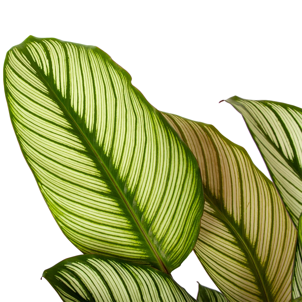 Calathea Whitestar - Schaduwplant - P19 H75 - Kamerplant - Afbeelding 2