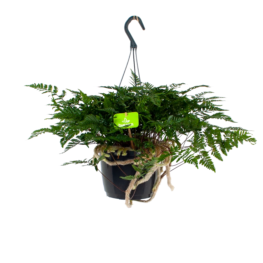 Davallia Teyermannii - In Hangpot - P17 H30 - Kamerplant