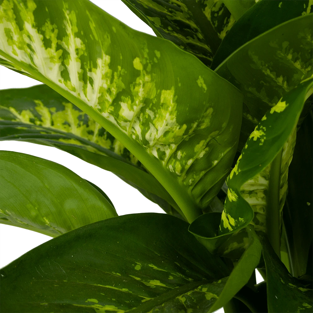 Dieffenbachia Seguine Tropic Snow - P24 H90 - Kamerplant - Afbeelding 3