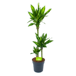 Dracaena Cintho - Op Stam - Drakenbloedboom - P21 H100 - Kamerplant