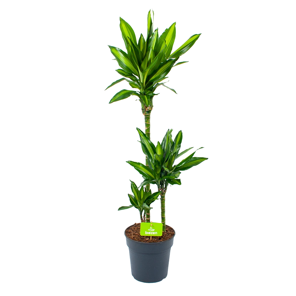 Dracaena Cintho - Op Stam - Drakenbloedboom - P21 H100 - Kamerplant