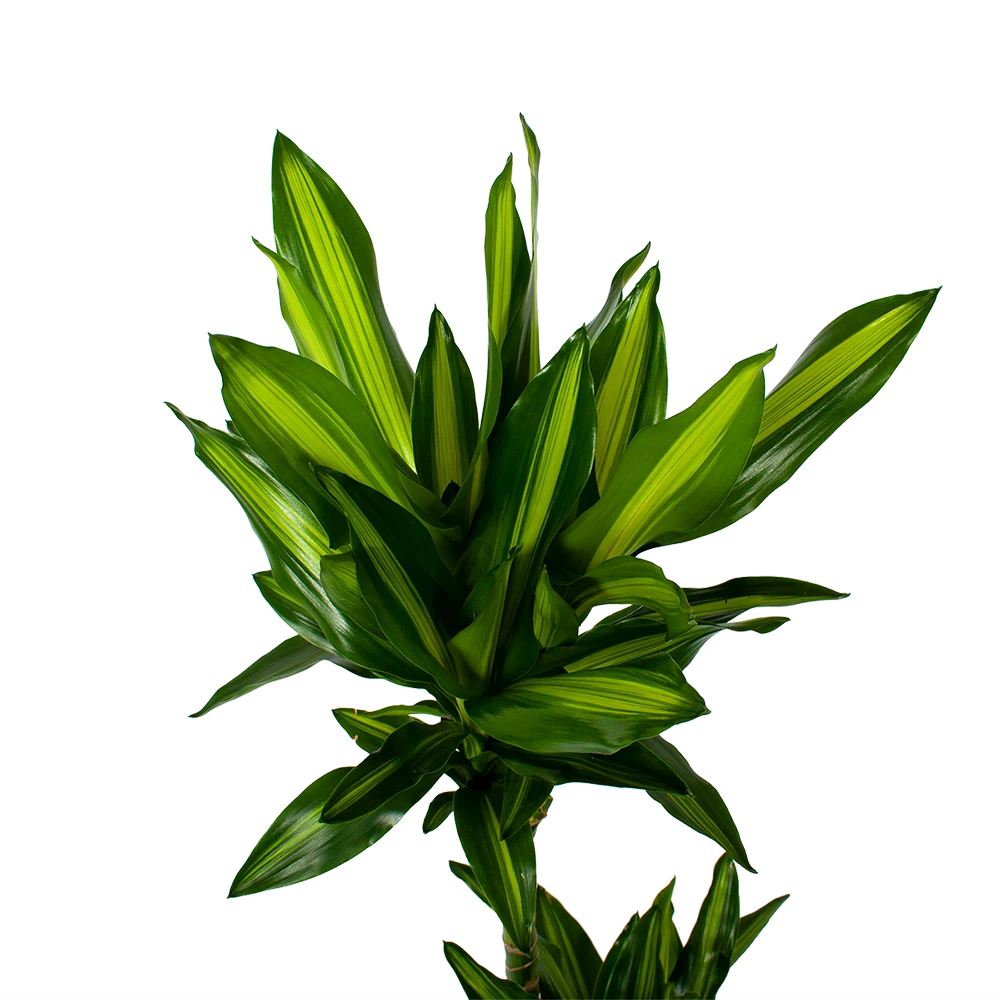 Dracaena Cintho - Op Stam - Drakenbloedboom - P21 H100 - Kamerplant - Afbeelding 2