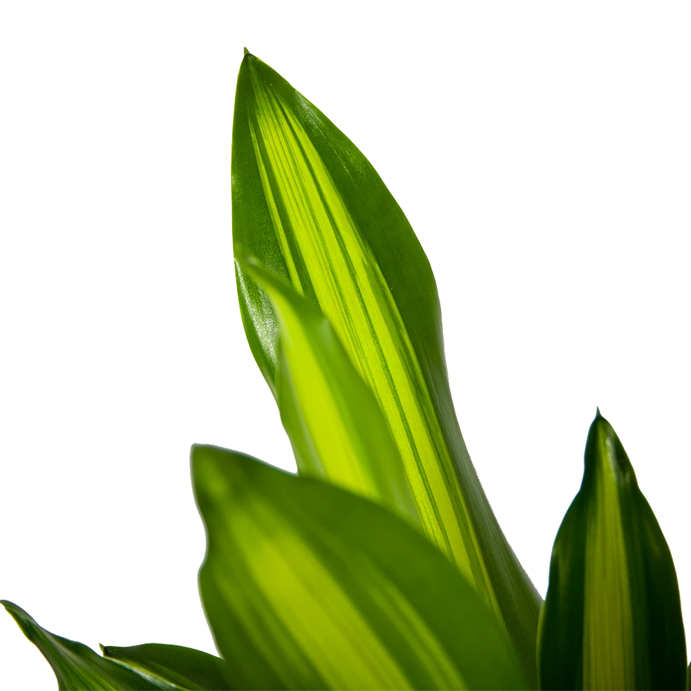 Dracaena Cintho - Op Stam - Drakenbloedboom - P21 H100 - Kamerplant - Afbeelding 3