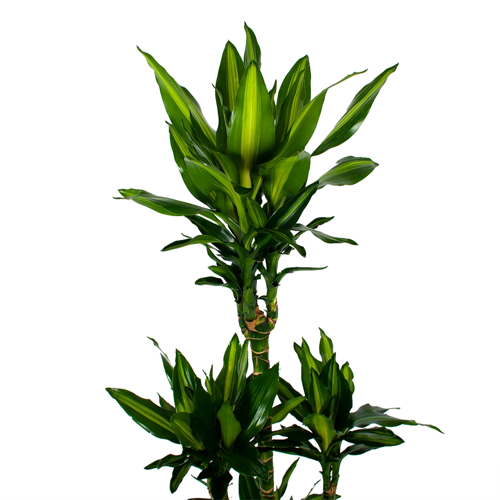 Dracaena Cintho - Op Stam - Drakenbloedboom - P31 H150 - Kamerplant - Afbeelding 2