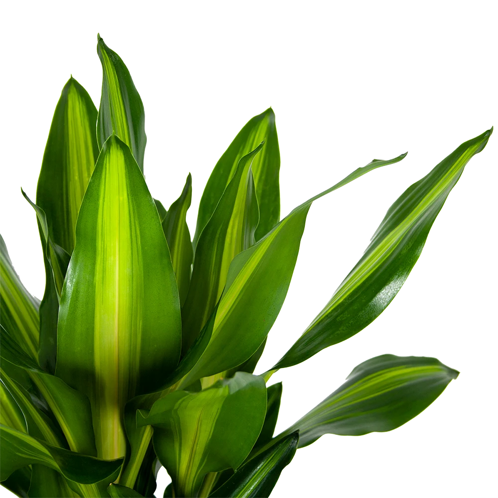 Dracaena Cintho - Op Stam - Drakenbloedboom - P31 H150 - Kamerplant - Afbeelding 3