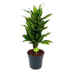 Dracaena Cintho - Vertakt - Drakenbloedboom - P21 H70 - Kamerplant