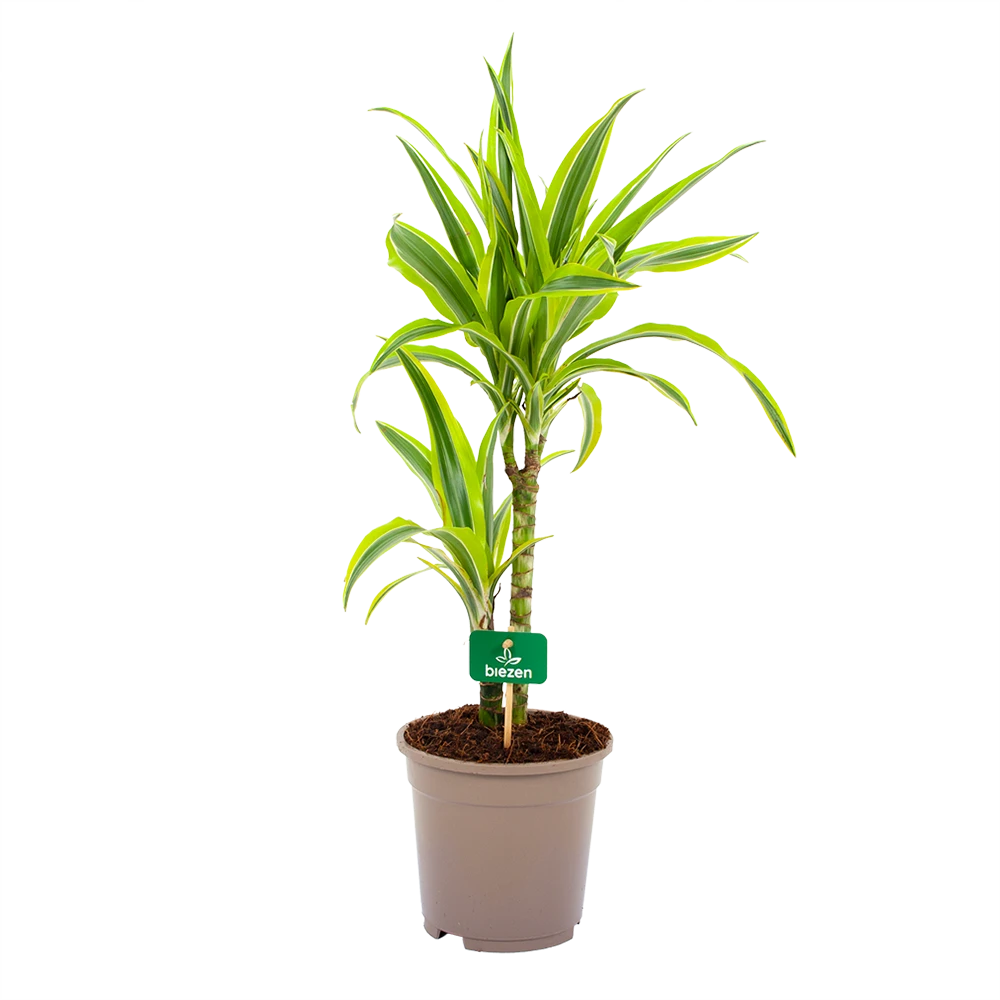 Dracaena Lemon Lime - Op Stam - Drakenbloedboom - P17 H65 - Kamerplant