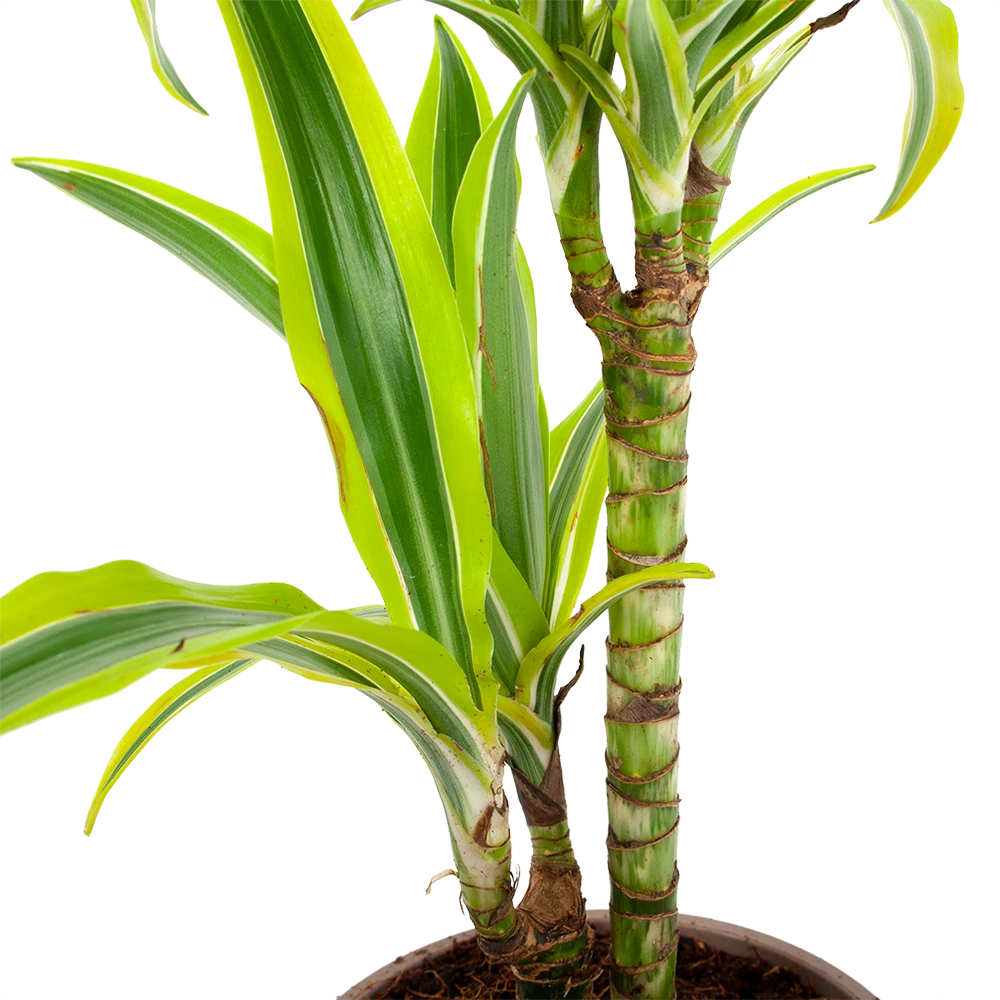 Dracaena Lemon Lime - Op Stam - Drakenbloedboom - P17 H65 - Kamerplant - Afbeelding 2