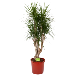 Dracaena Marginata Groen - Vertakt - Drakenbloedboom - P30 H140 - Kamerplant