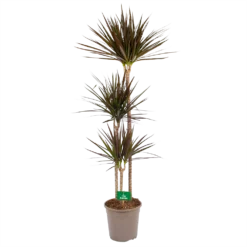 Dracaena Marginata Magenta - Op Stam - Drakenbloedboom - P24 H140 - Kamerplant