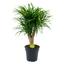 Dracaena Reflexa Anita - Enkele Stam - Drakenbloedboom - P21 H80 - Kamerplant
