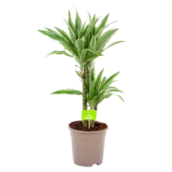 Dracaena White Stripe - Op Stam - Drakenbloedboom - P17 H65 - Kamerplant