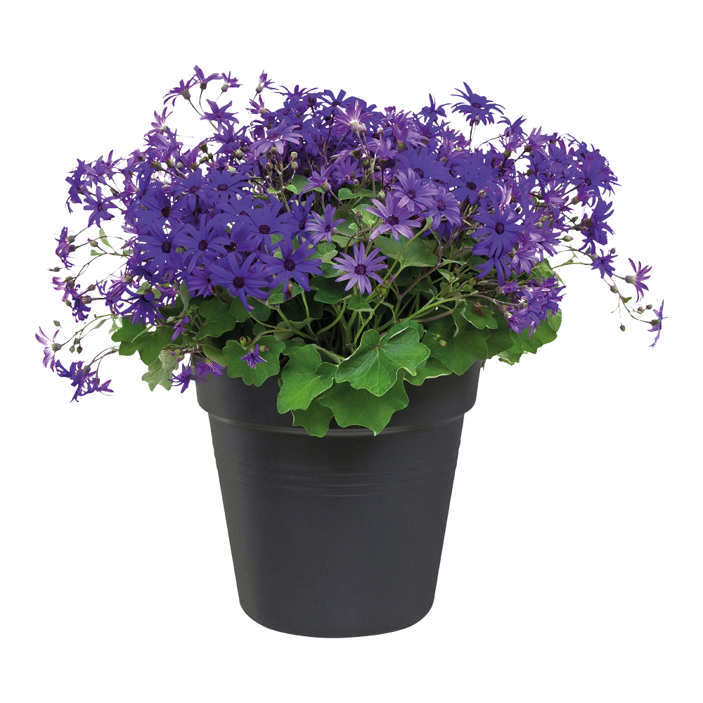 Elho Green Basics Kweekpot 40cm - Living Black - Afbeelding 2